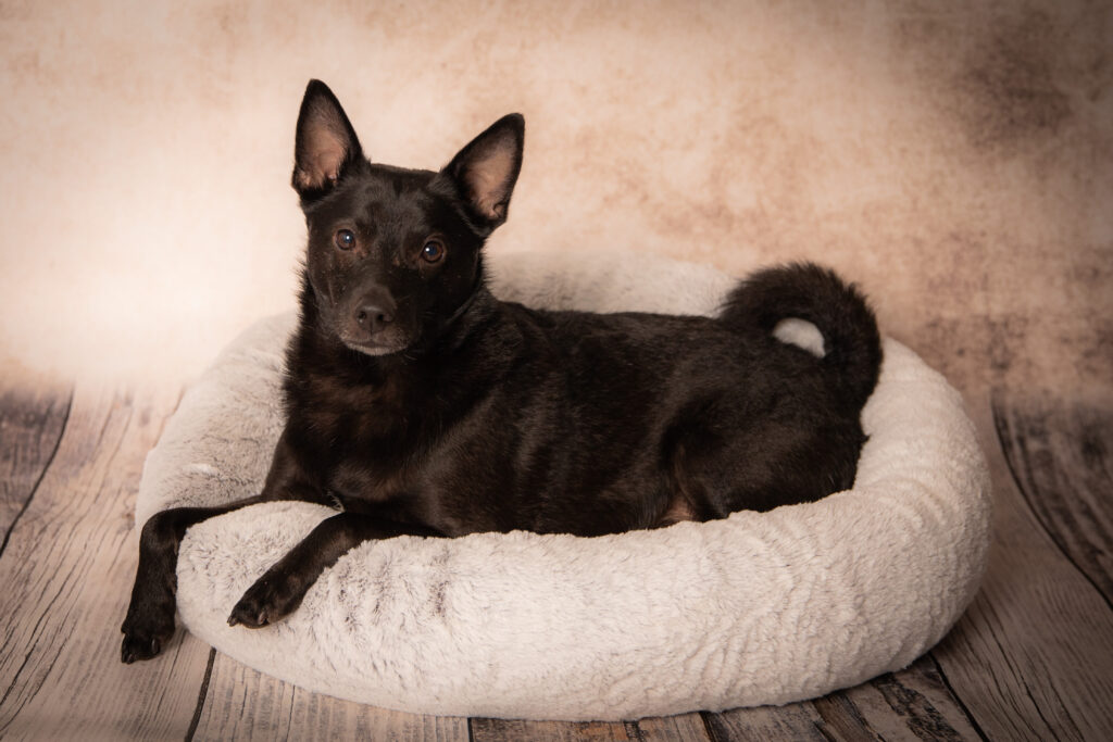 Pet Photography