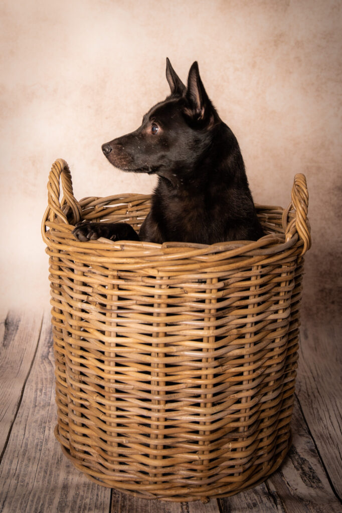 Pet Photography