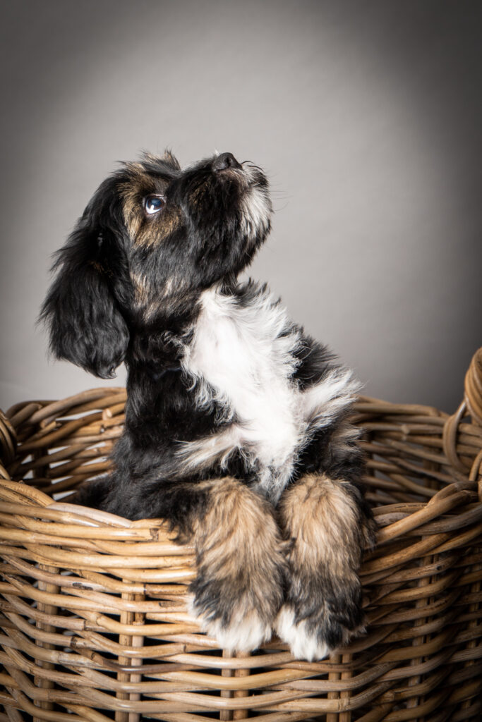 Pet Photography