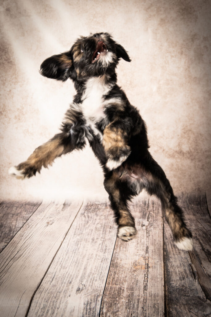 Pet Photography