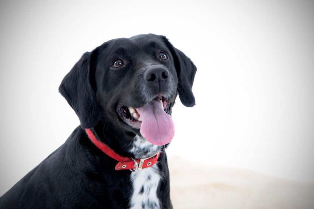 Pet Photography