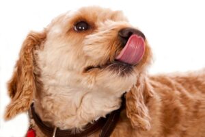 pet-photography-tamworth-03
