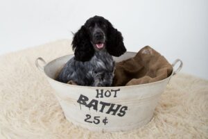 pet-photography-tamworth-06